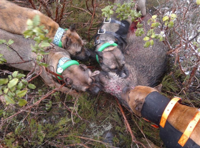 Охота Охота