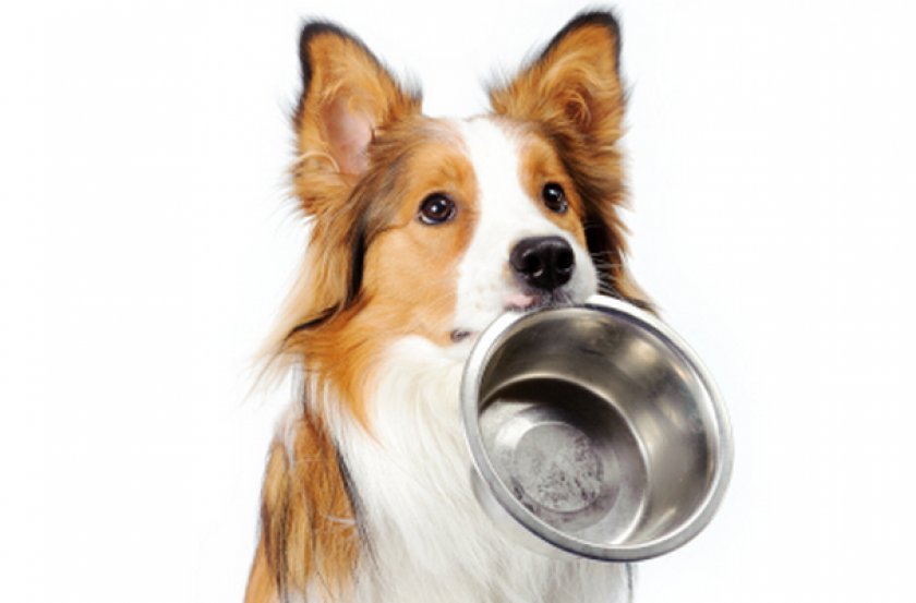 Питание собаки Питание собаки