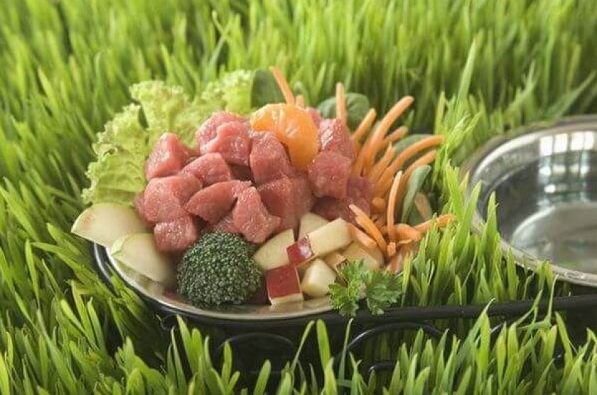 Рацион собаки Рацион собаки