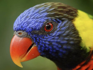 Попугай Лори