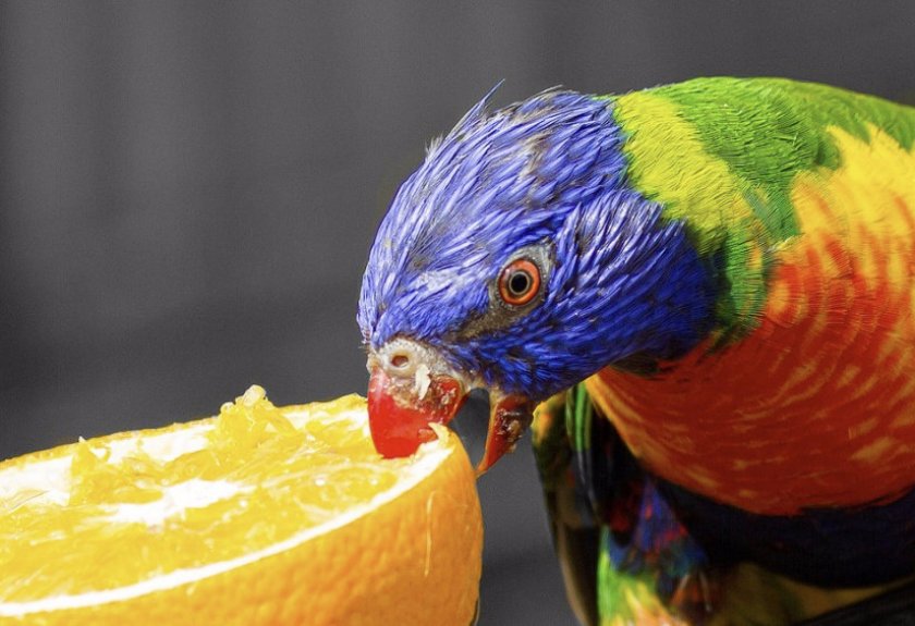 Питание попугая