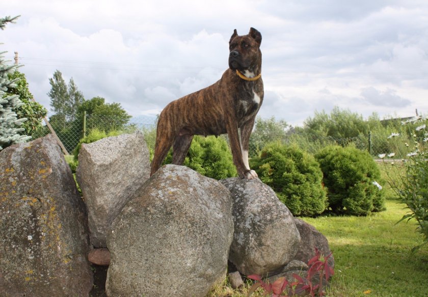 Испанский бульдог алано Испанский бульдог алано