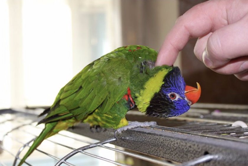 Воспитание и игры