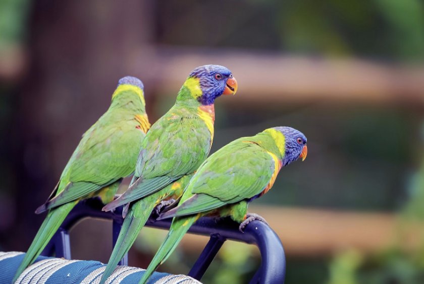 Попугай лори