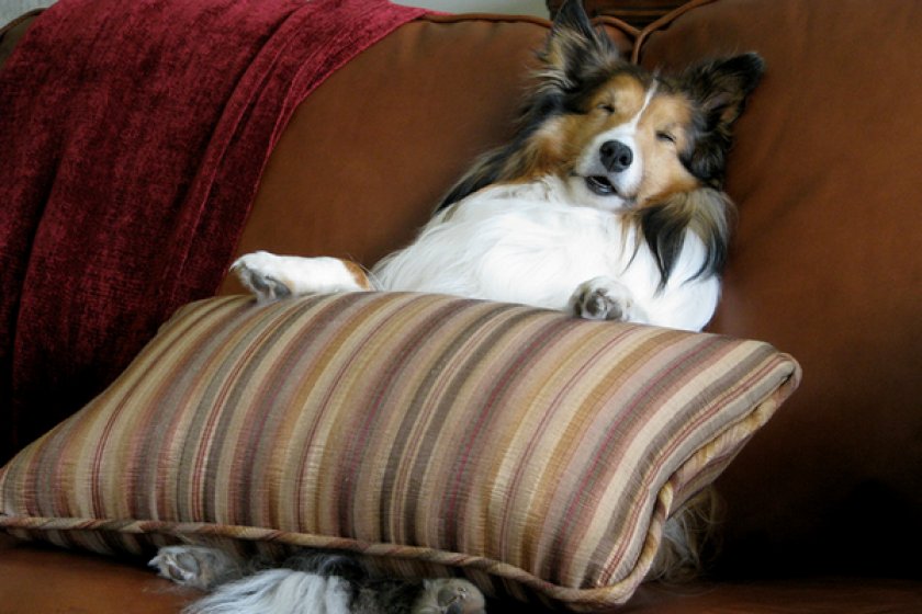 Шелти Шелти