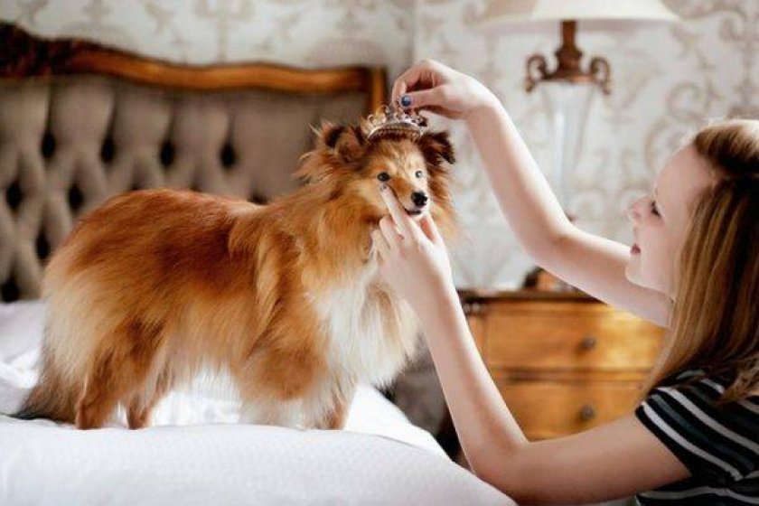 Уход за питомцем Уход за питомцем