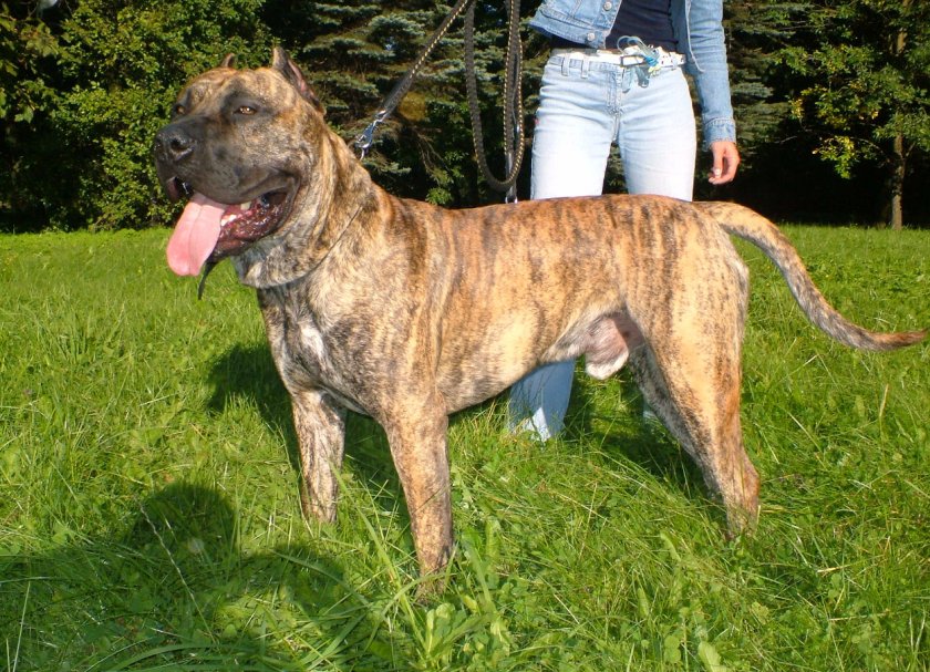 Испанский бульдог алано Испанский бульдог алано