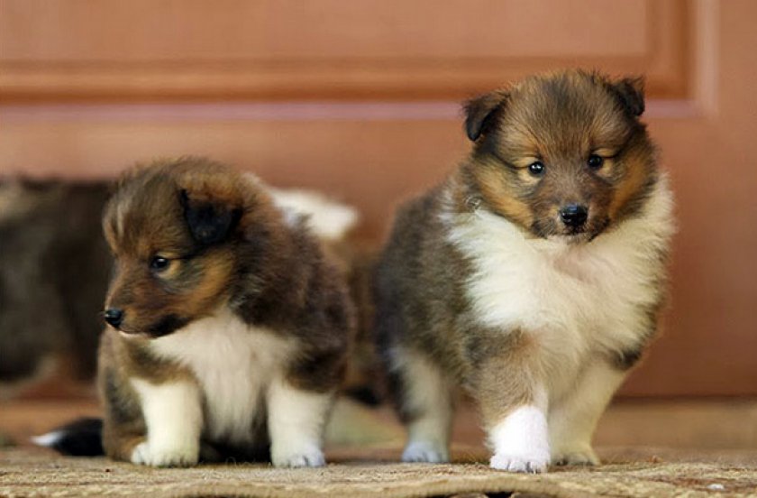 Щенки Щенки