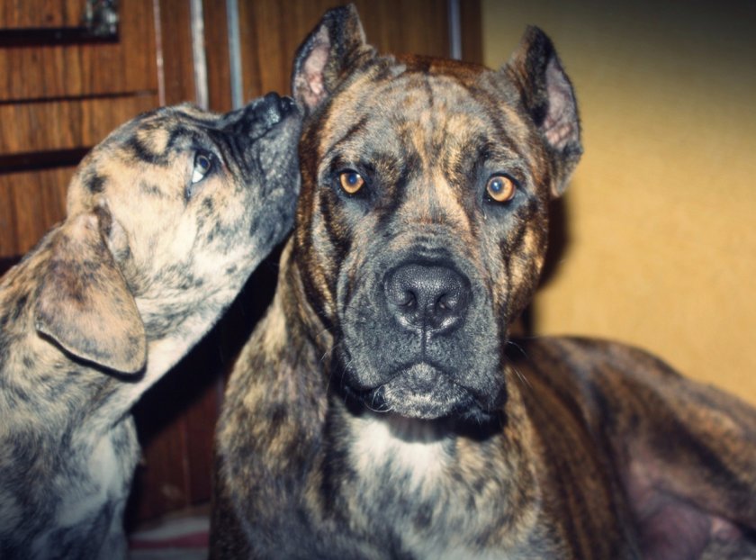 Испанский бульдог алано Испанский бульдог алано