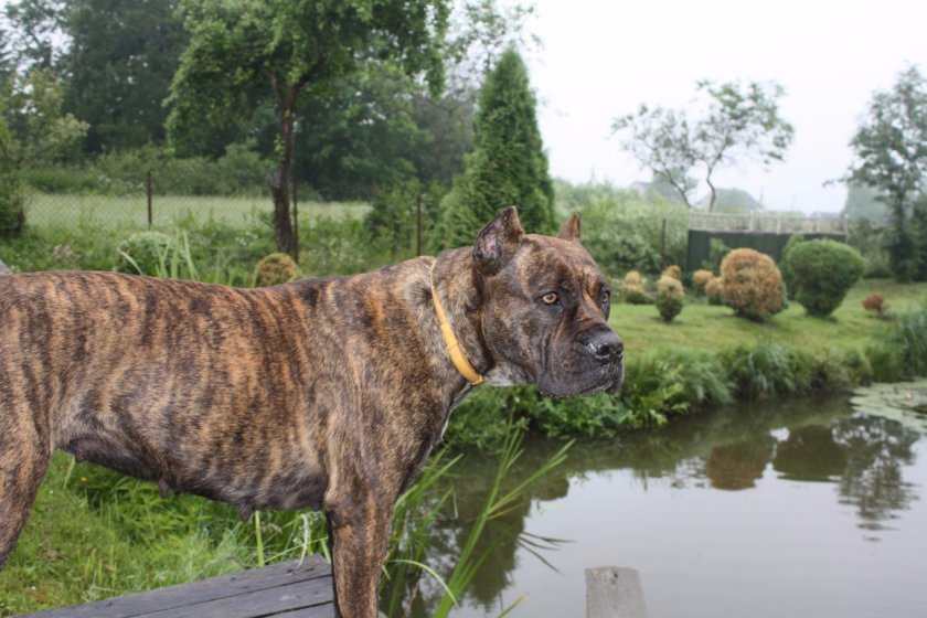 Испанский бульдог алано Испанский бульдог алано