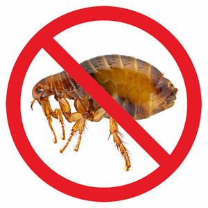 блохи у собаки блохи у собаки