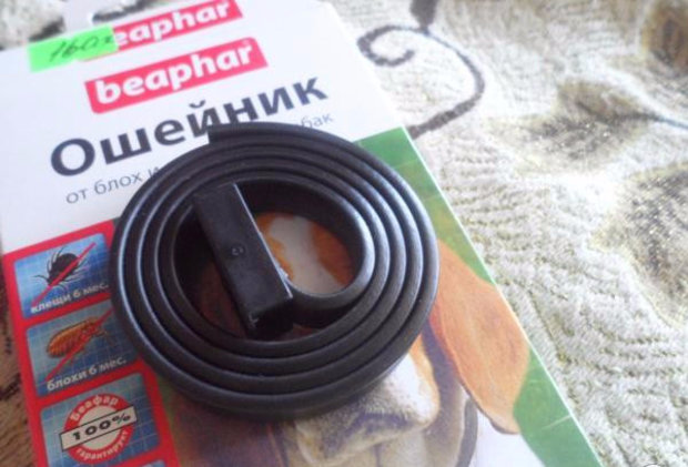 блохи у собаки блохи у собаки