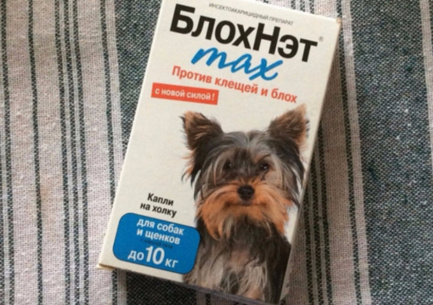 блохи у собаки блохи у собаки
