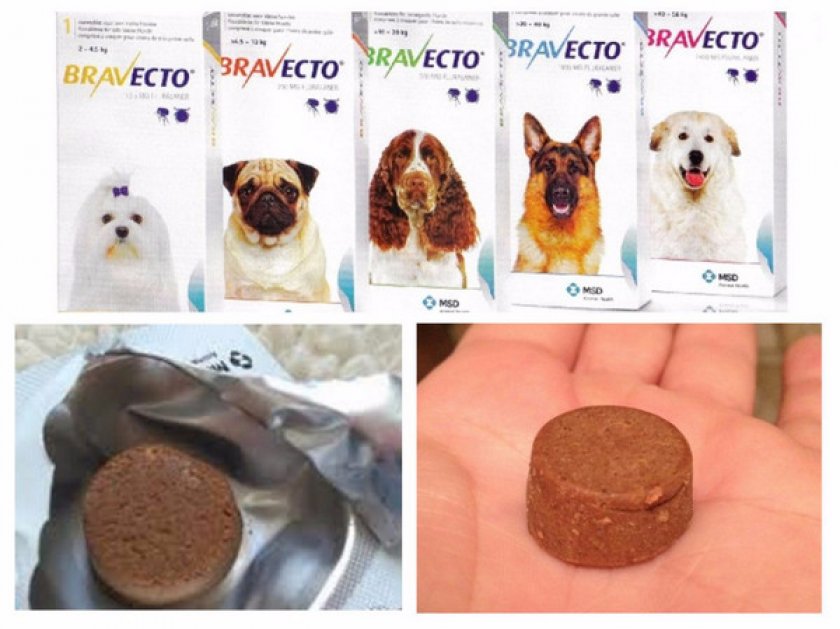 блохи у собаки блохи у собаки