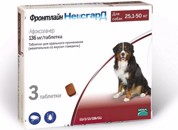 блохи у собаки блохи у собаки