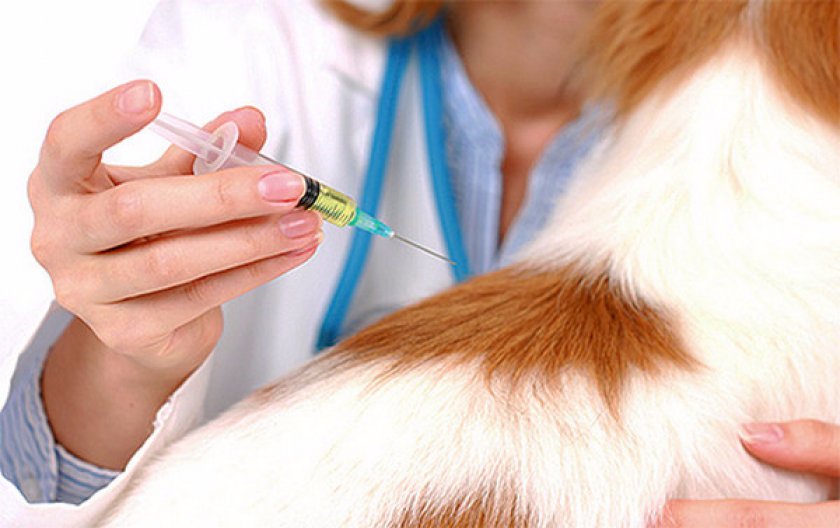 блохи у собаки блохи у собаки