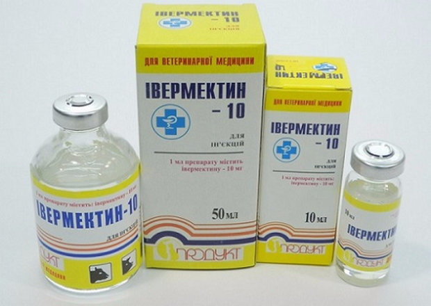 блохи у собаки блохи у собаки