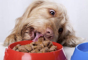 Корм для собак