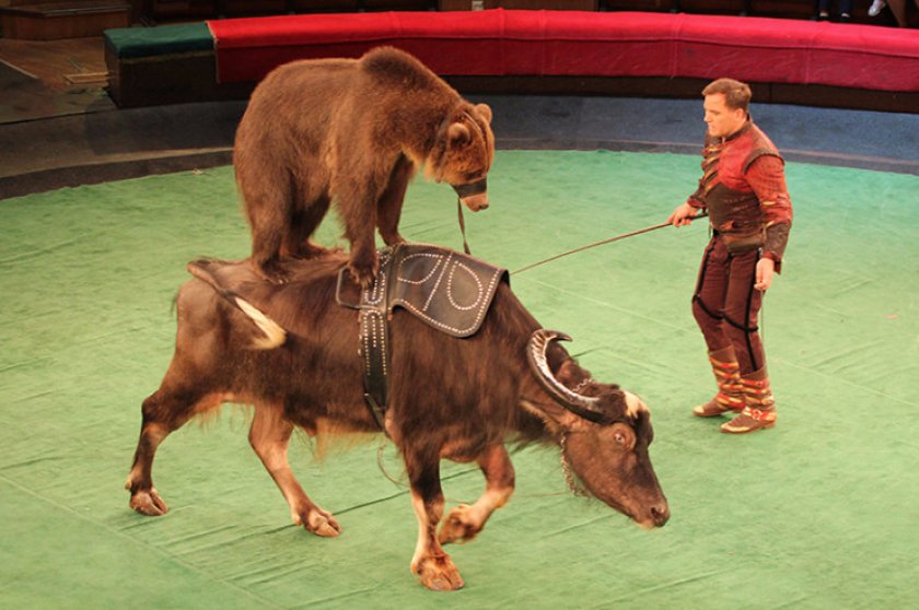 Дрессировщик