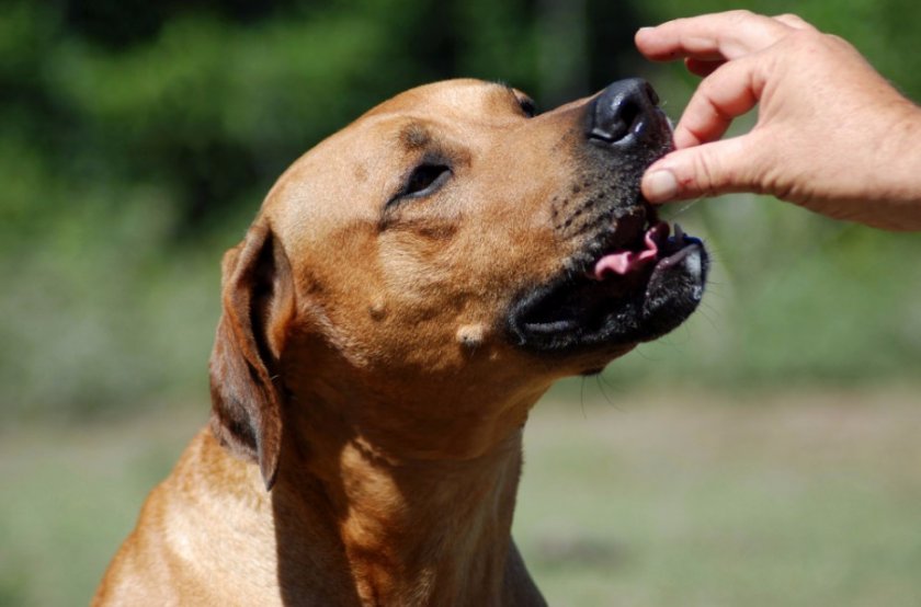 Дрессировка собак