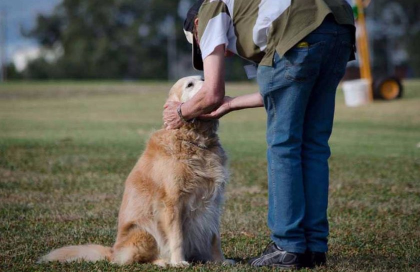 Дрессировка собак Дрессировка собак