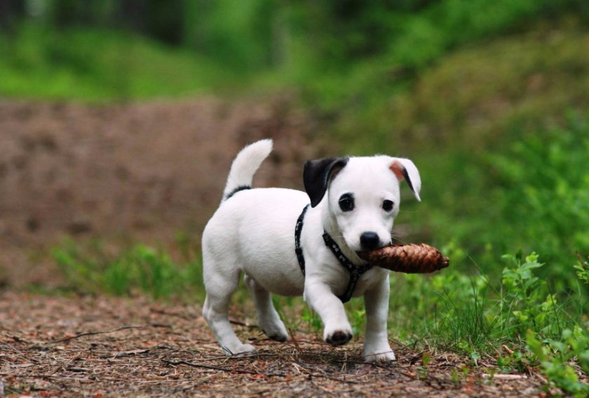 Дрессировка собак