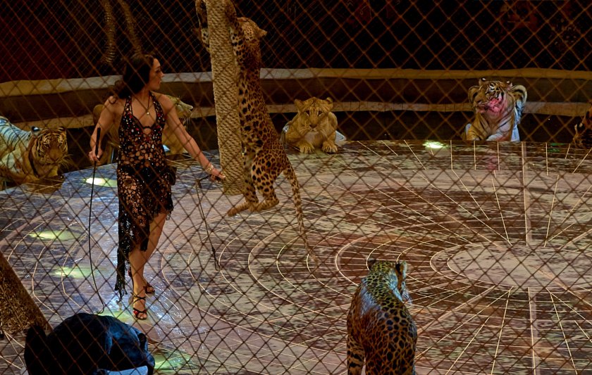 Дрессировщик