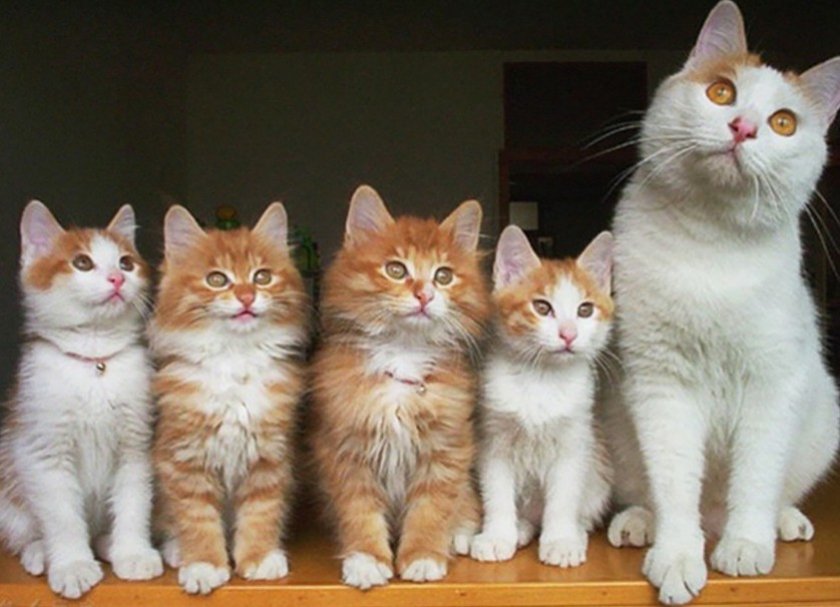 Кошка с котятами Кошка с котятами