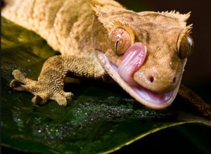 Реснитчатый бананоед