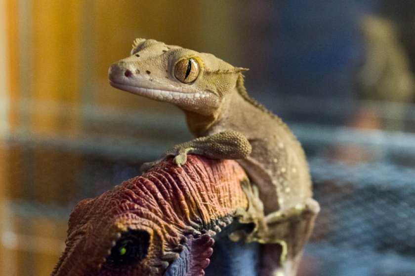 Реснитчатый бананоед Реснитчатый бананоед