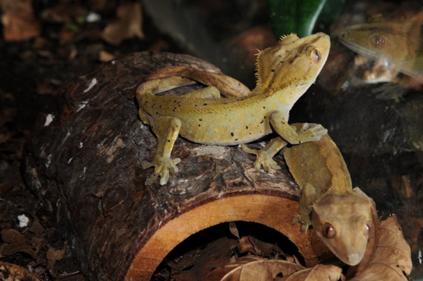 Реснитчатый бананоед