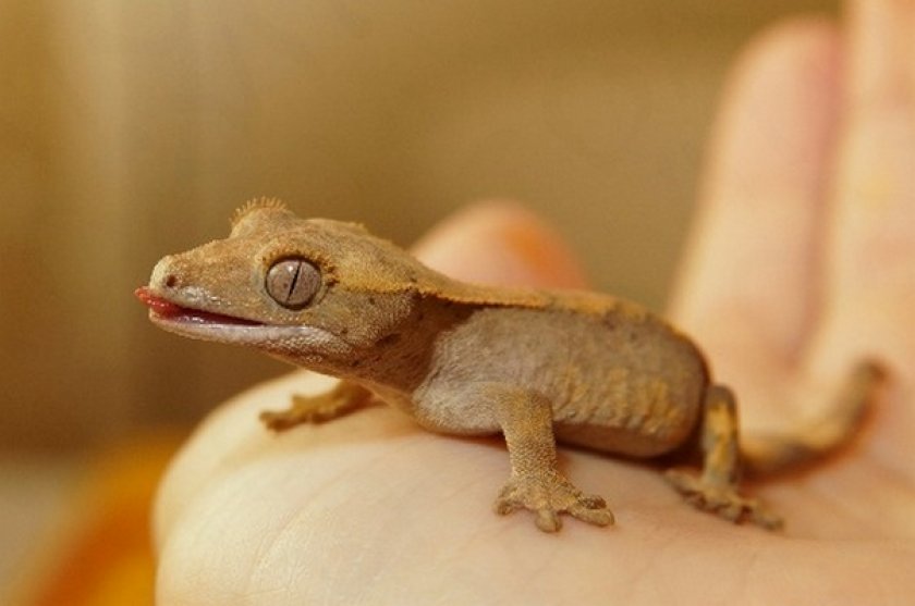 Реснитчатый бананоед Реснитчатый бананоед