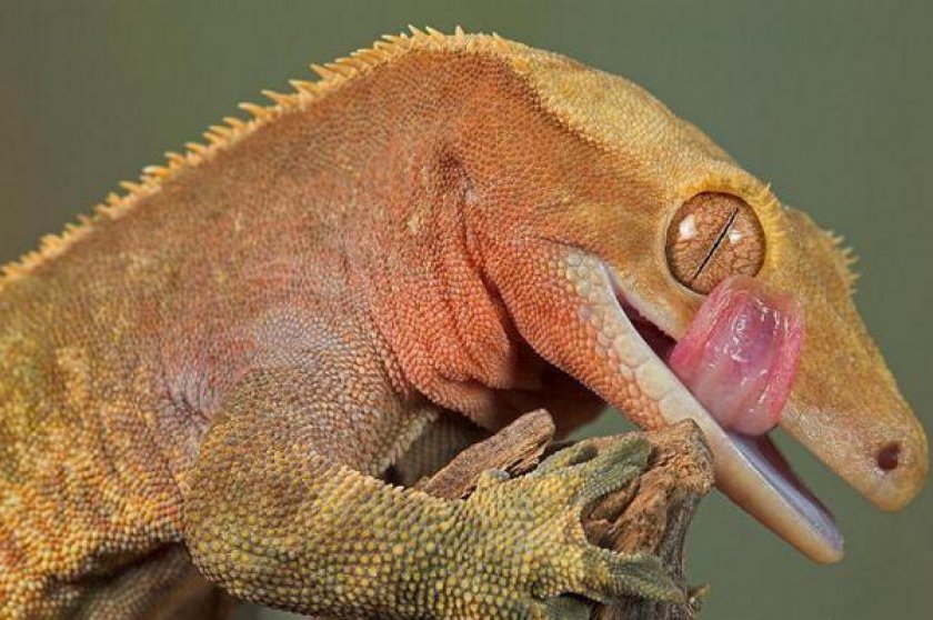 Реснитчатый бананоед Реснитчатый бананоед