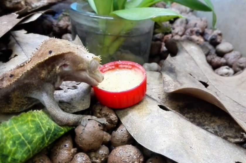 Реснитчатый бананоед