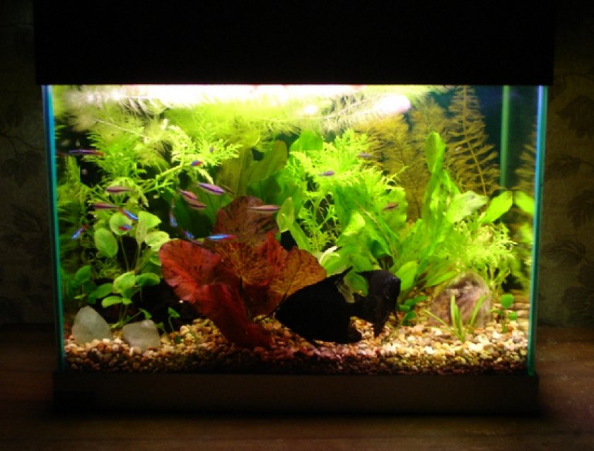 обогреватель для аквариума обогреватель для аквариума