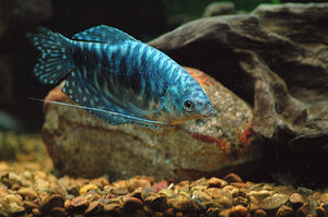 Рыбка гурами: обитание, описание и совместимость в аквариуме