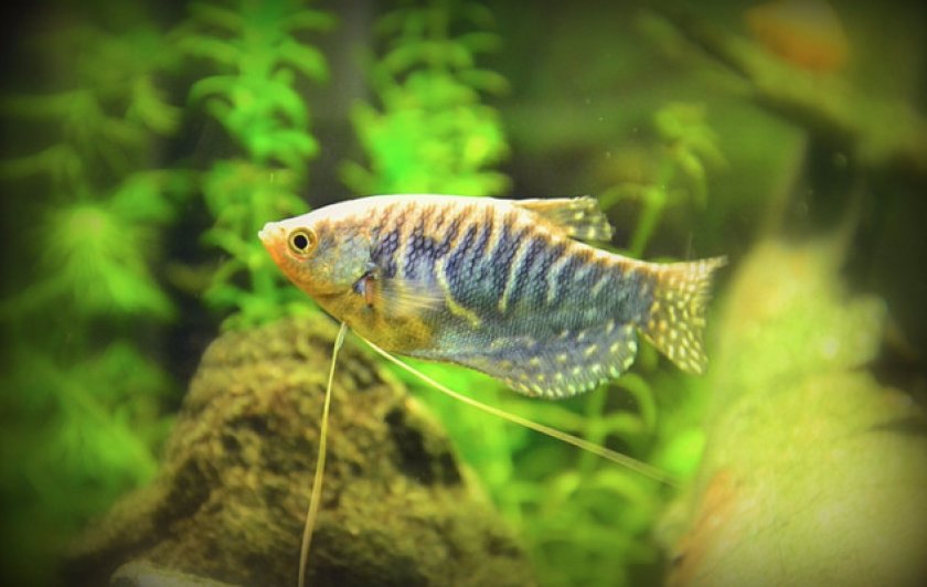 Растительность