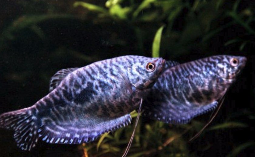 Грунт и требования к аквариуму