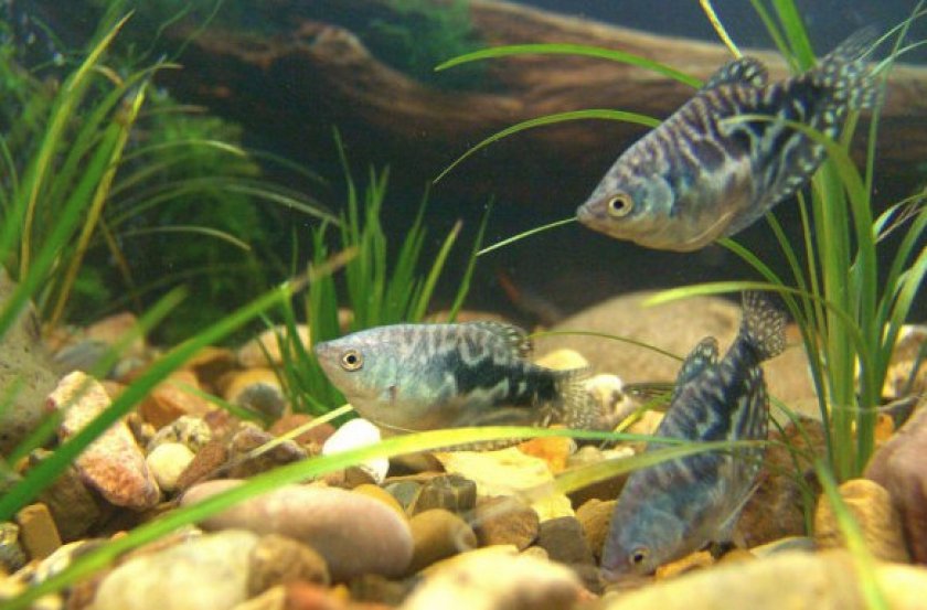 Вода и освещение