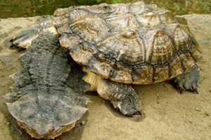 Бахромчатая черепаха