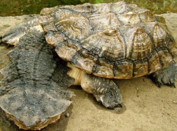 Описание, размножение и образ жизни бахромчатой черепахи