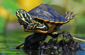 Продолжительность жизни черепах Продолжительность жизни черепах