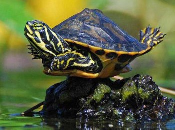 Продолжительность жизни черепах в домашних условиях и на воле