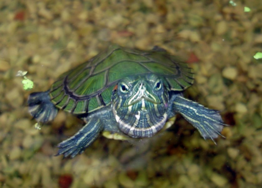 Продолжительность жизни черепах Продолжительность жизни черепах