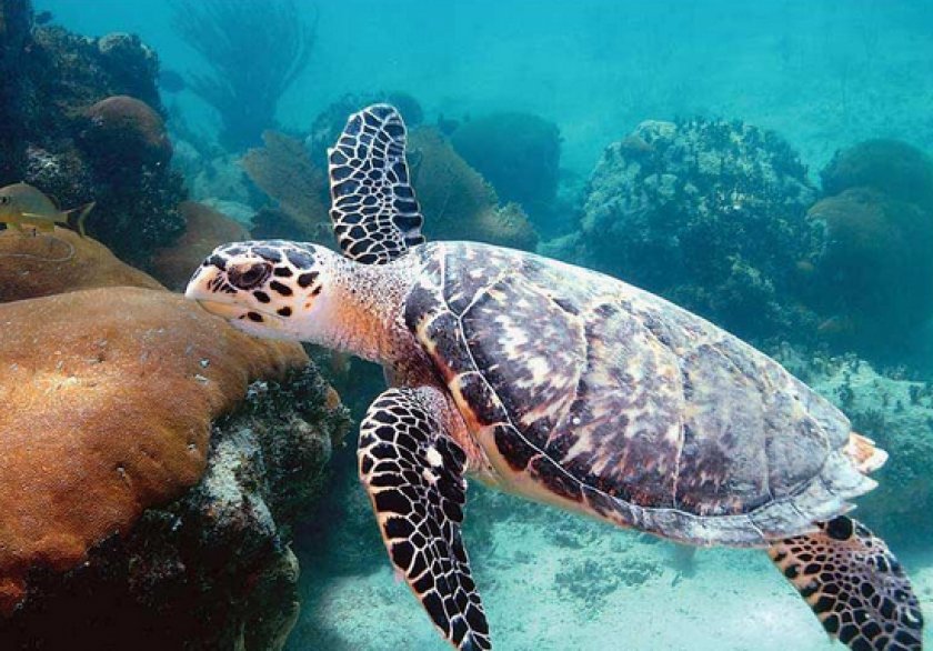 Продолжительность жизни черепах Продолжительность жизни черепах