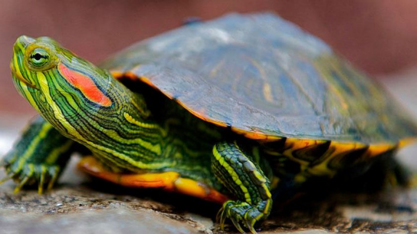 Продолжительность жизни черепах Продолжительность жизни черепах