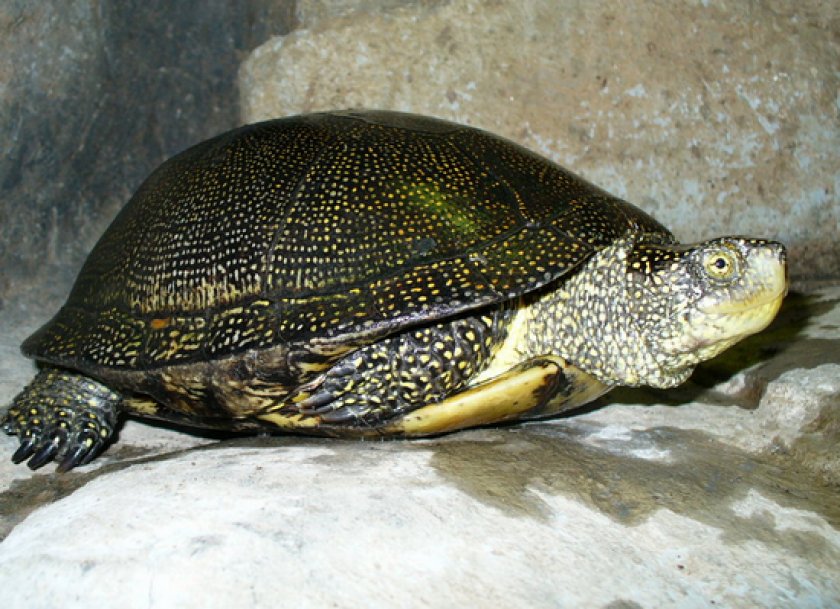 Черепаха 6 букв. Колхидская Болотная черепаха. Европейская Болотная черепаха. Европейская Болотная черепаха (Emys orbicularis). Астраханская Болотная черепаха.