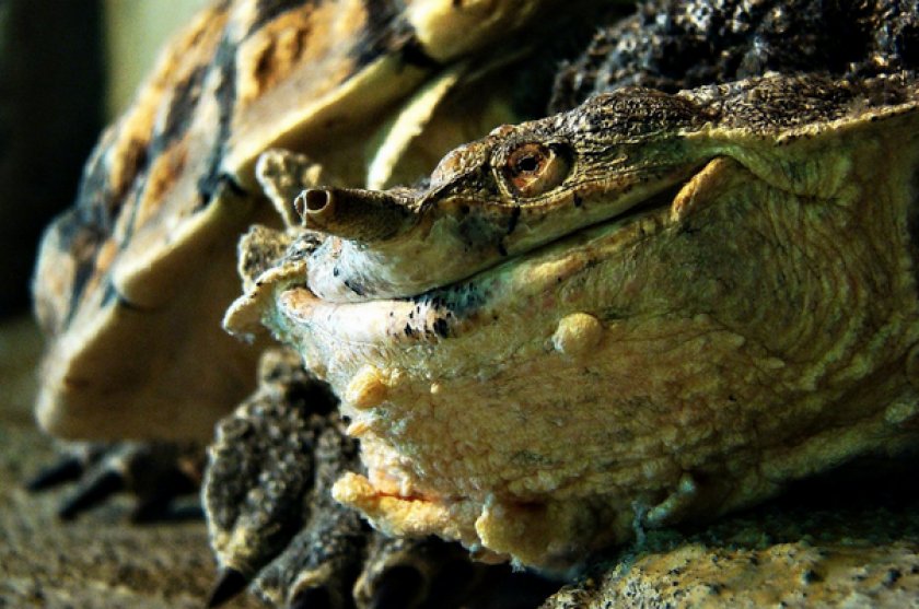 Бахромчатая черепаха