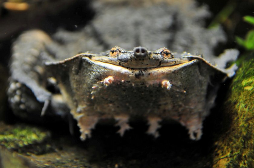 Бахромчатая черепаха