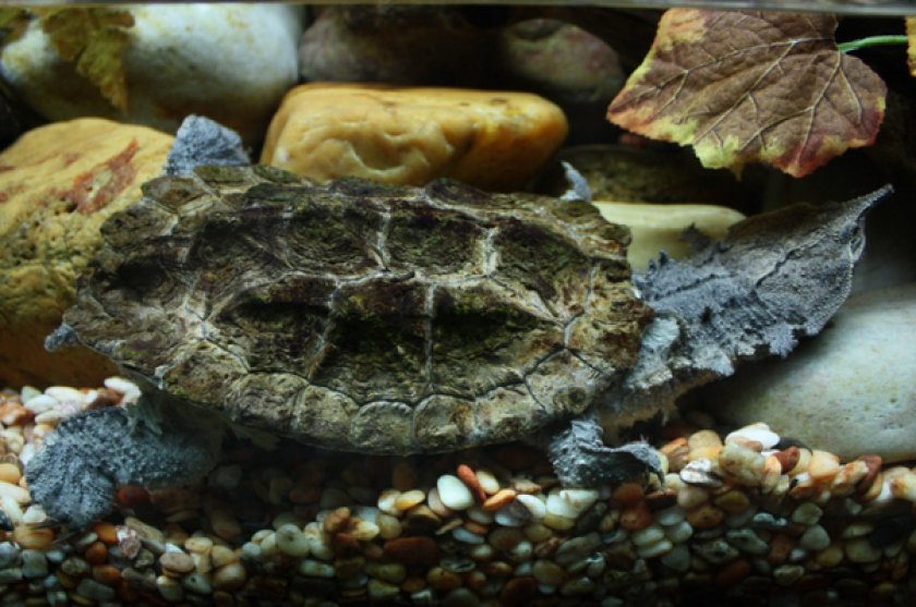 Бахромчатая черепаха в аквариуме Бахромчатая черепаха в аквариуме